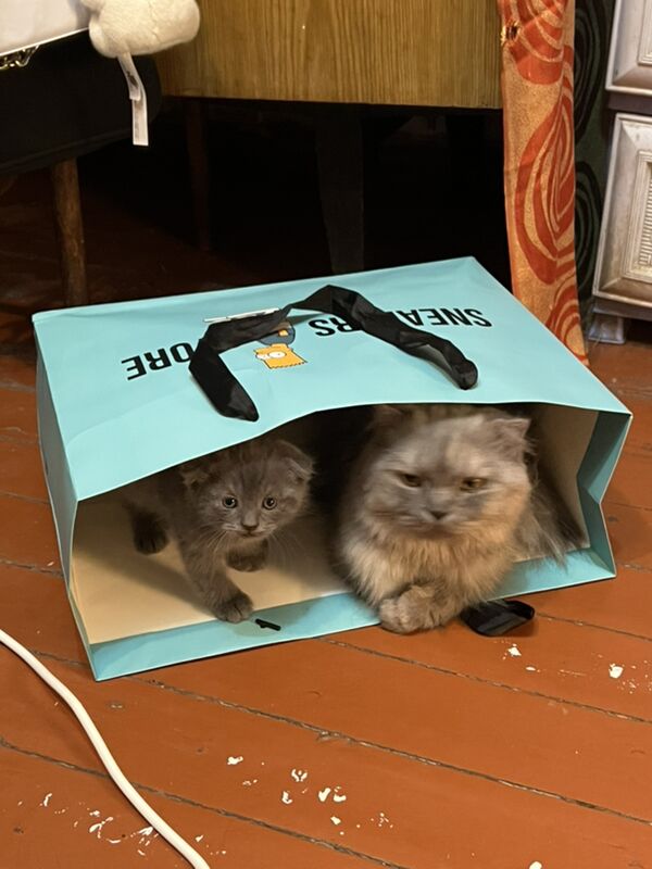 котёнок🥰вислоушка - Бекреве - img 5