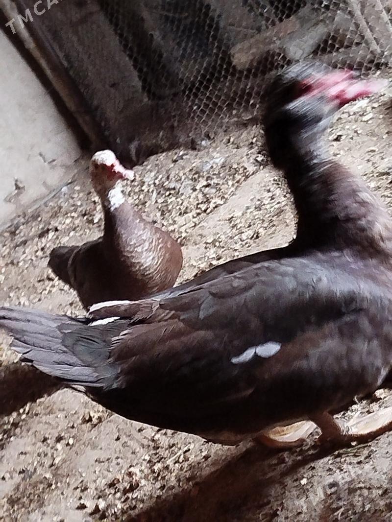 ordek - Murgap - img 2