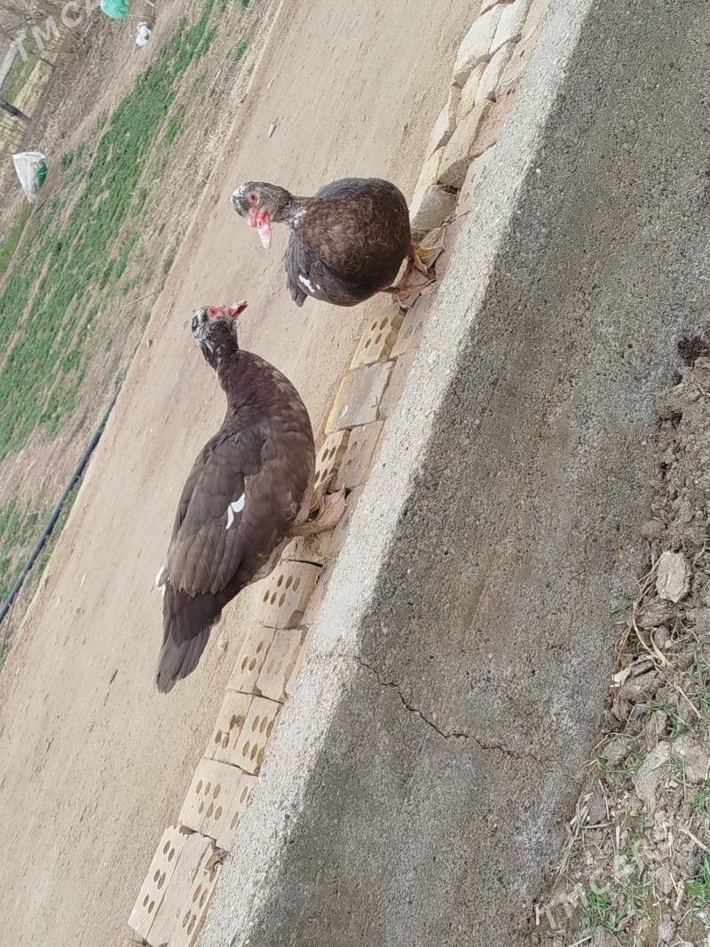 ordek - Murgap - img 4