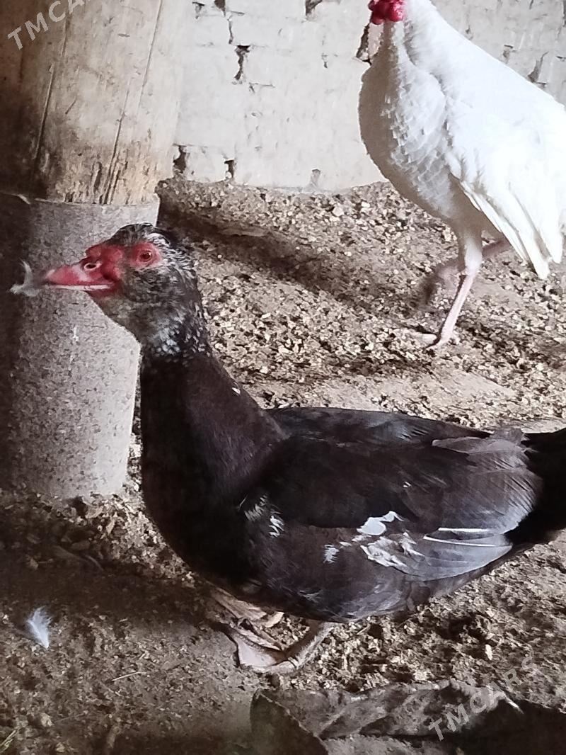 ordek - Murgap - img 1