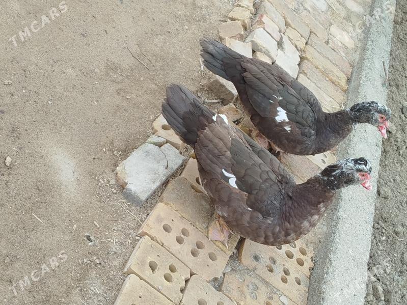 ordek - Murgap - img 3