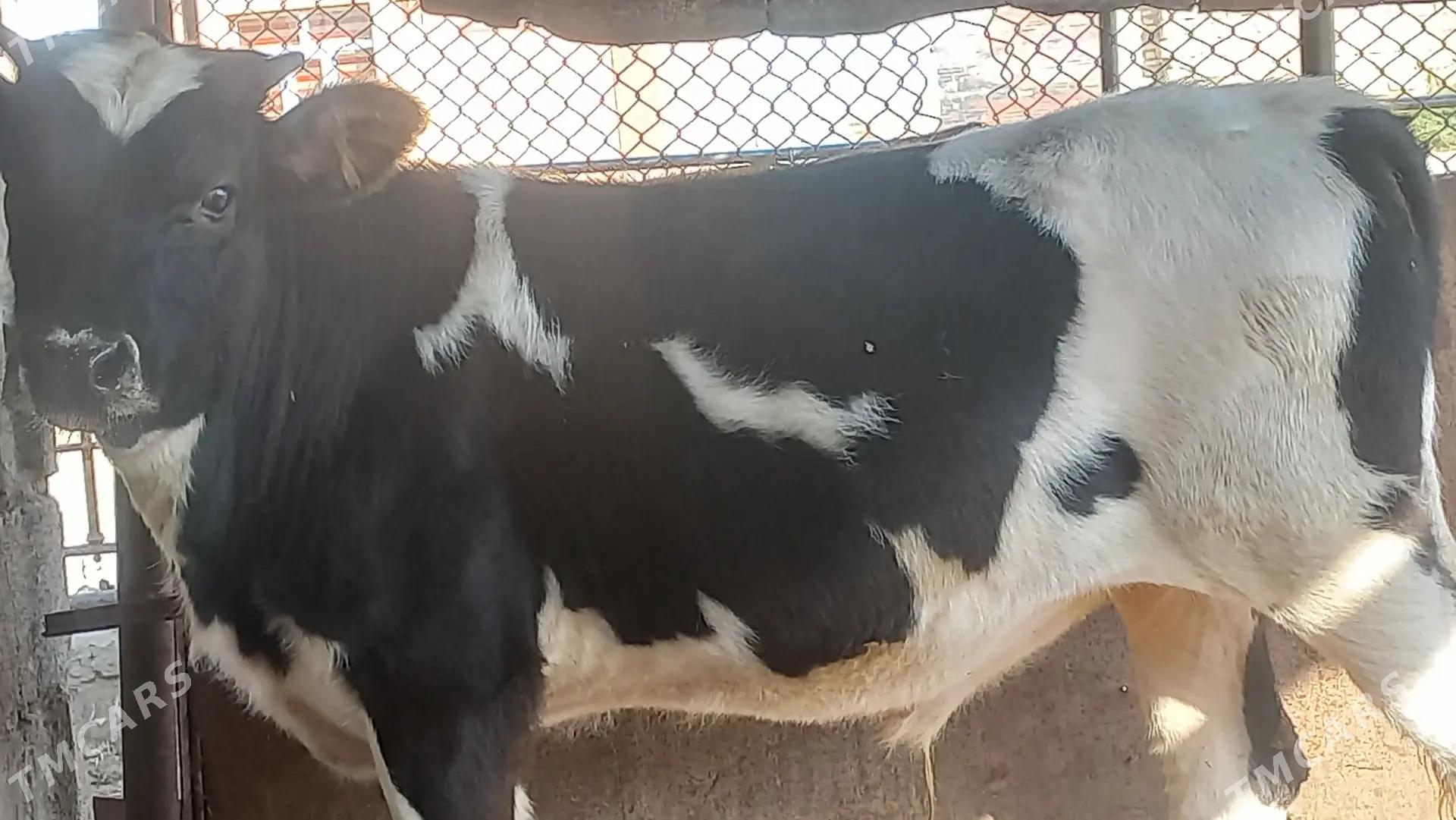 okuz - Gumdag - img 2