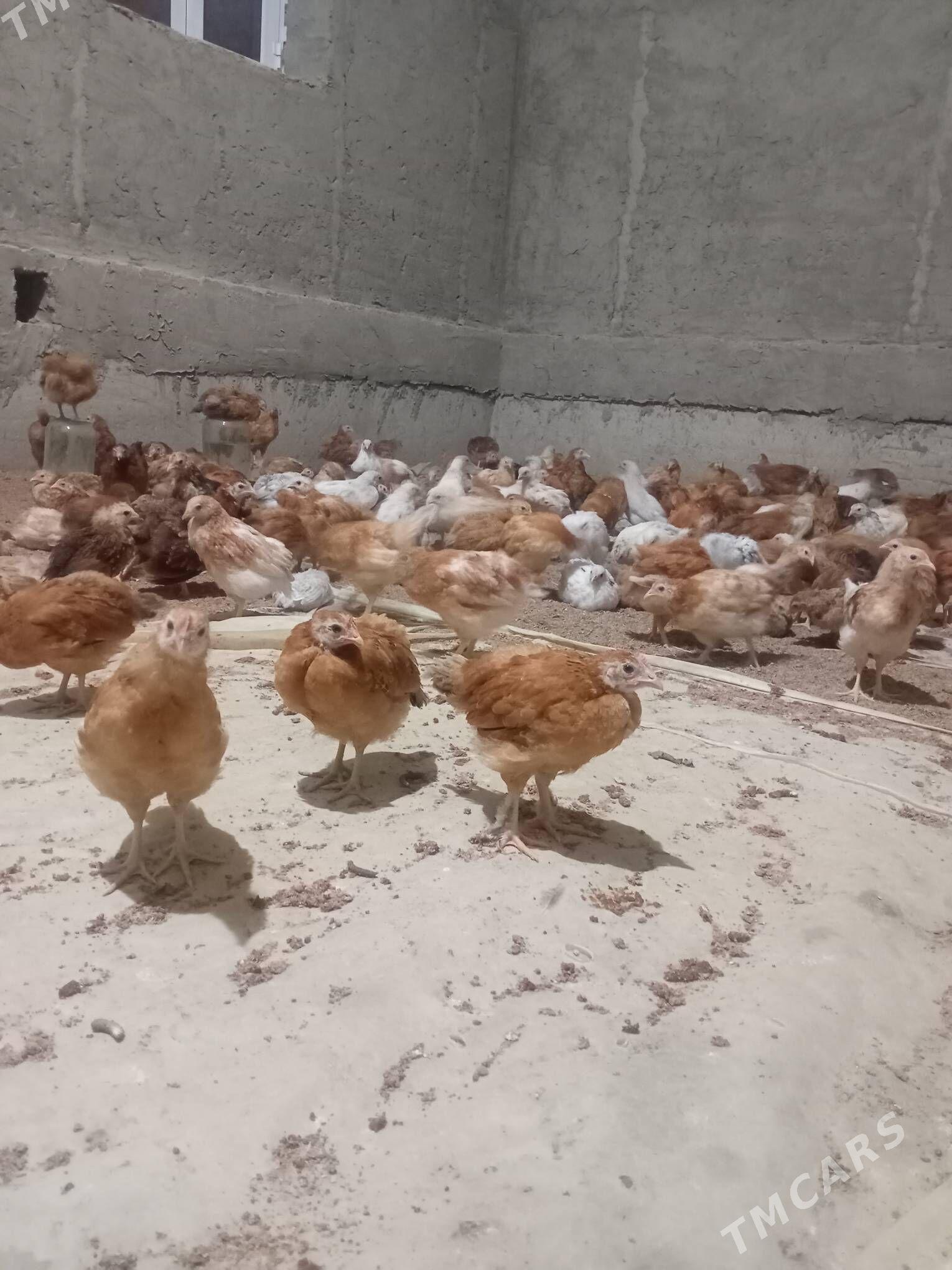 towuk juyje 3aylyk - Векильбазар - img 1