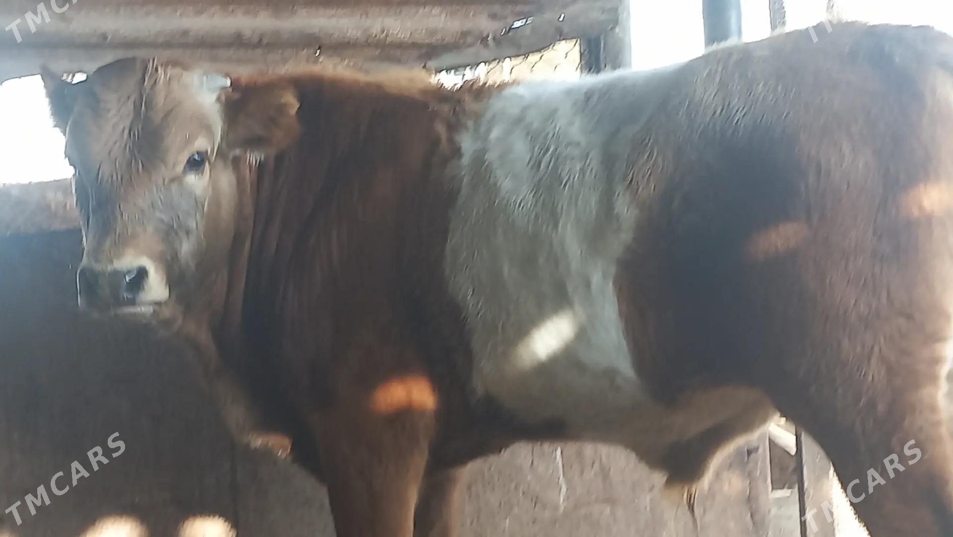 Okuz - Gumdag - img 3