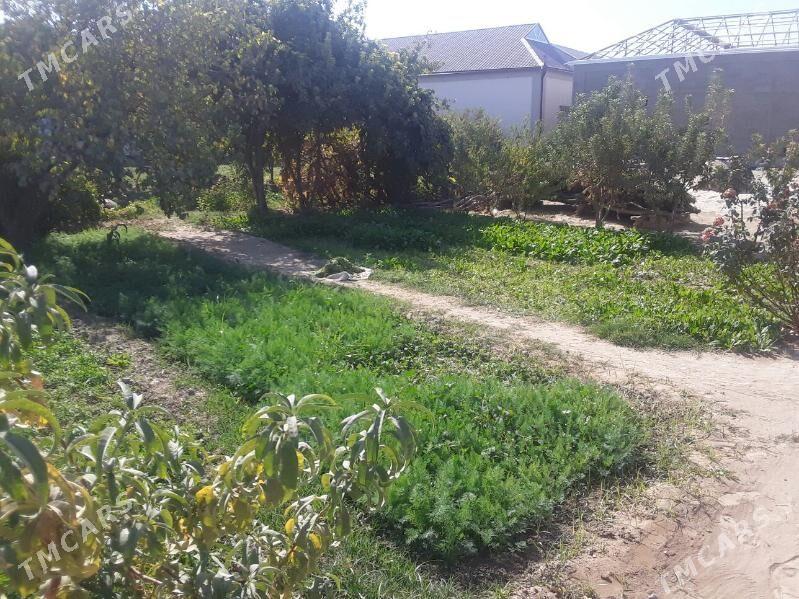 satlyk jay - Мары - img 2