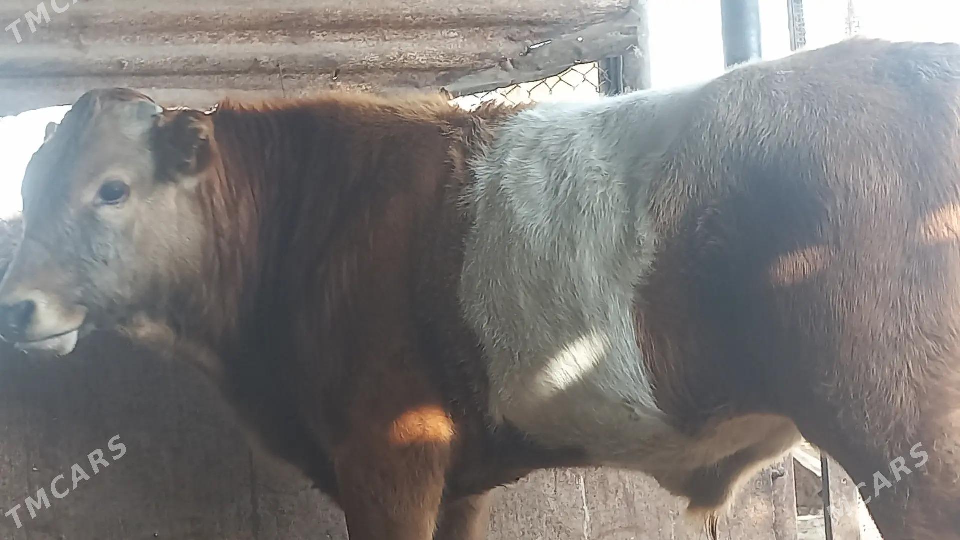 Okuz - Gumdag - img 4