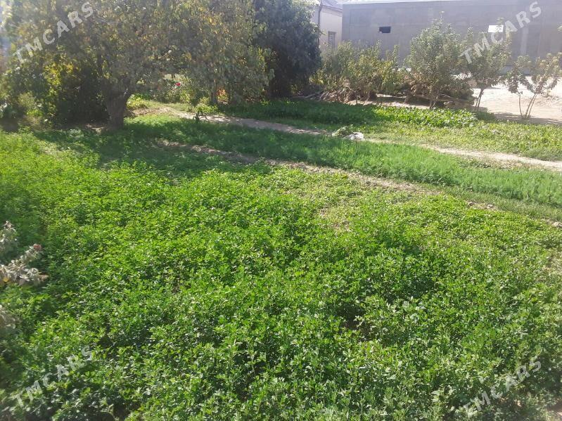 satlyk jay - Мары - img 3