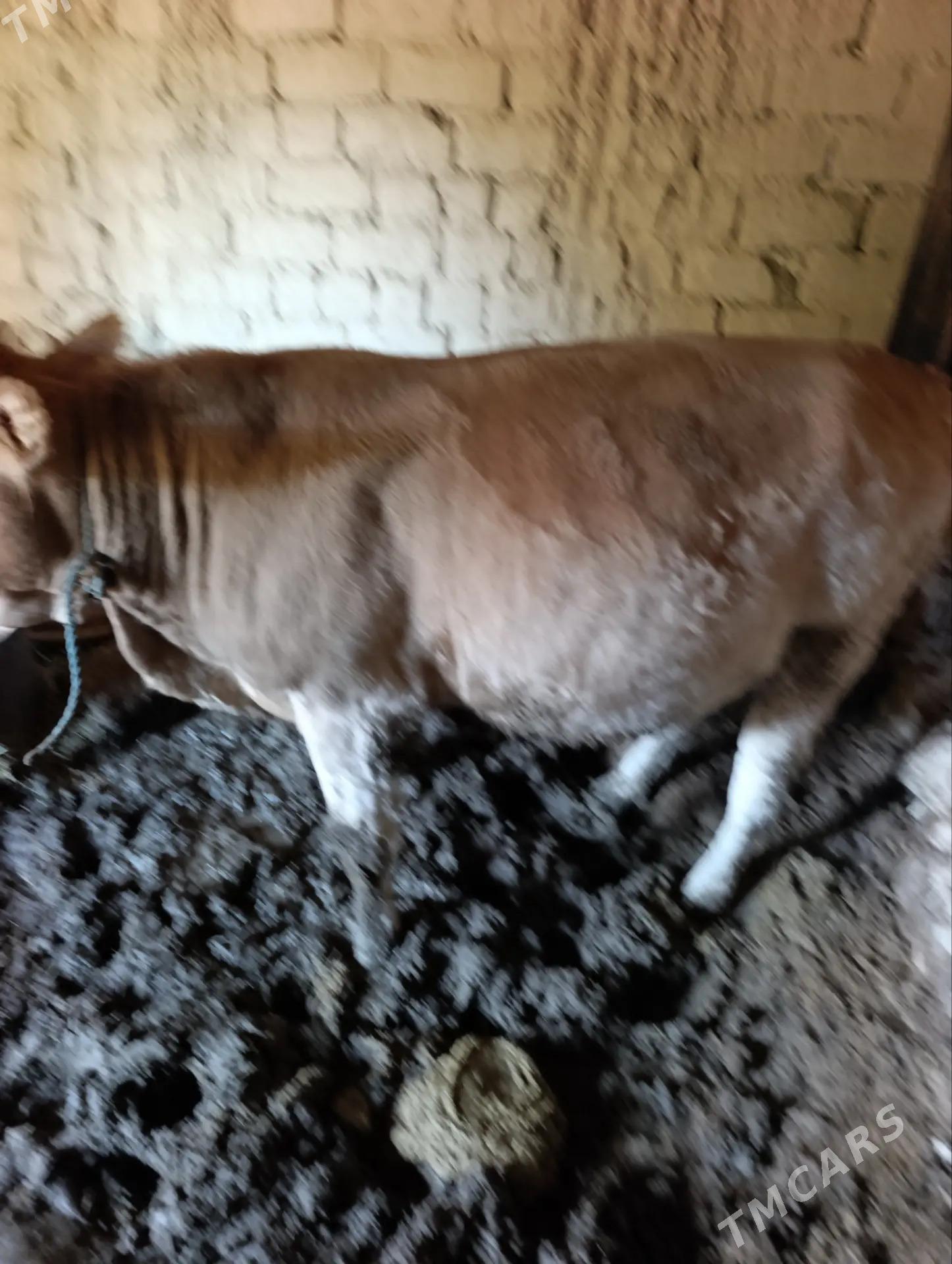 okuz - Бахарден - img 2