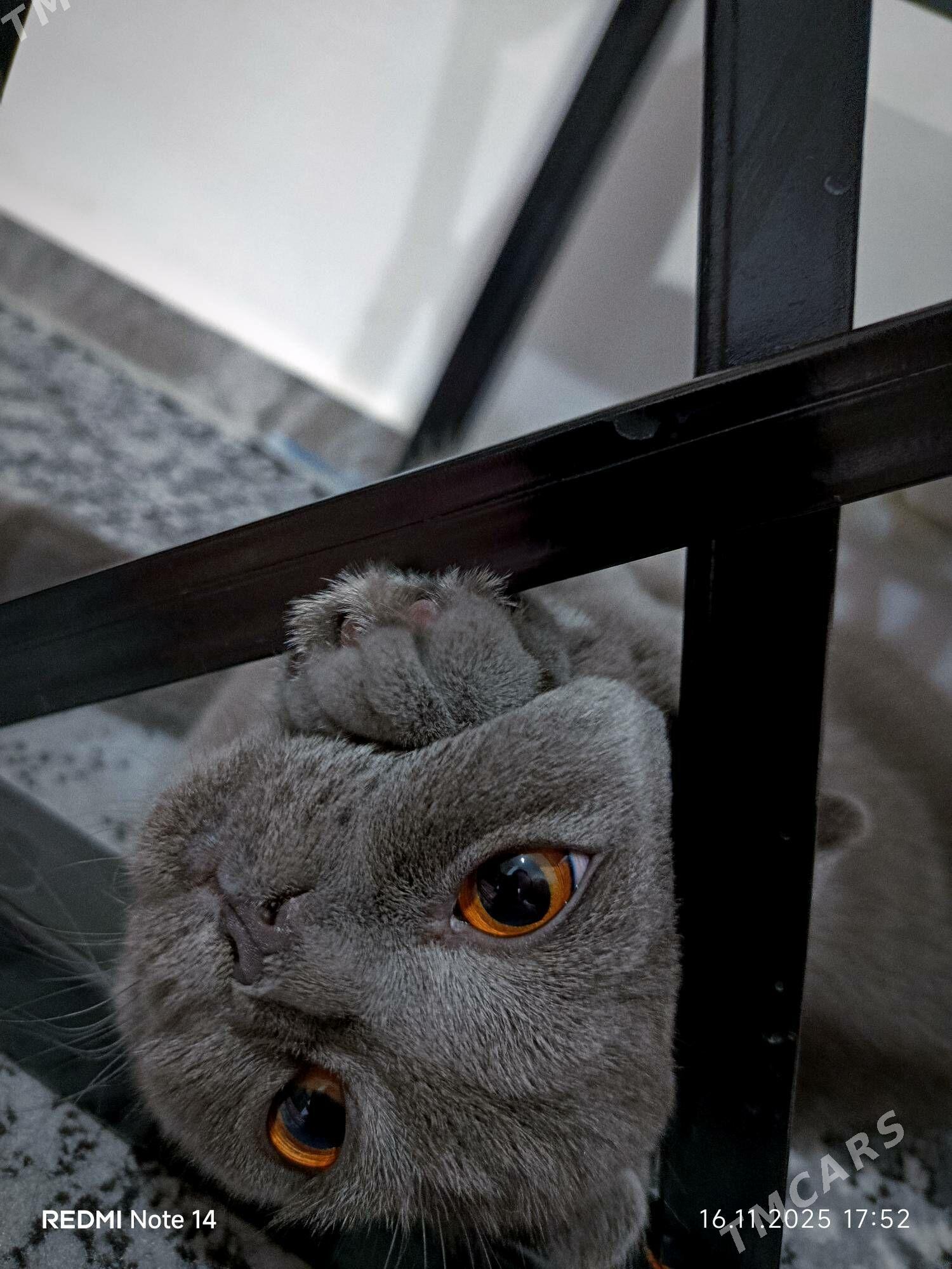 Pishik shotlan Шотландский кот - Aşgabat - img 3