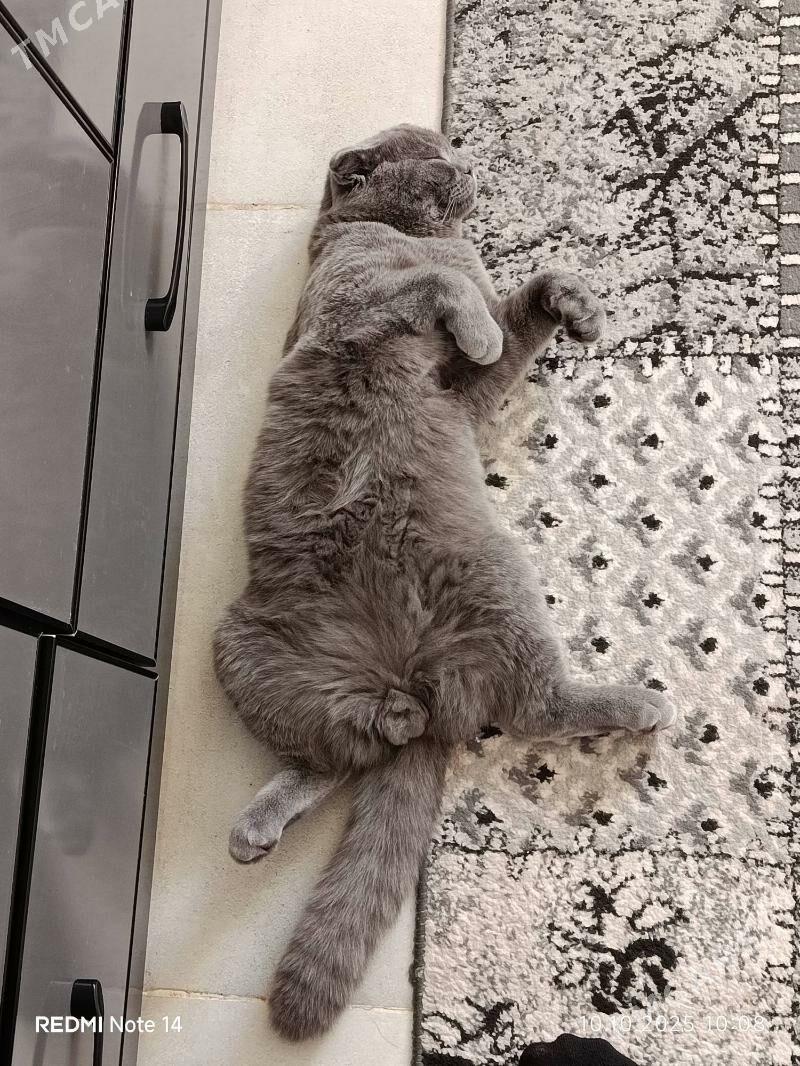 Pishik shotlan Шотландский кот - Aşgabat - img 6