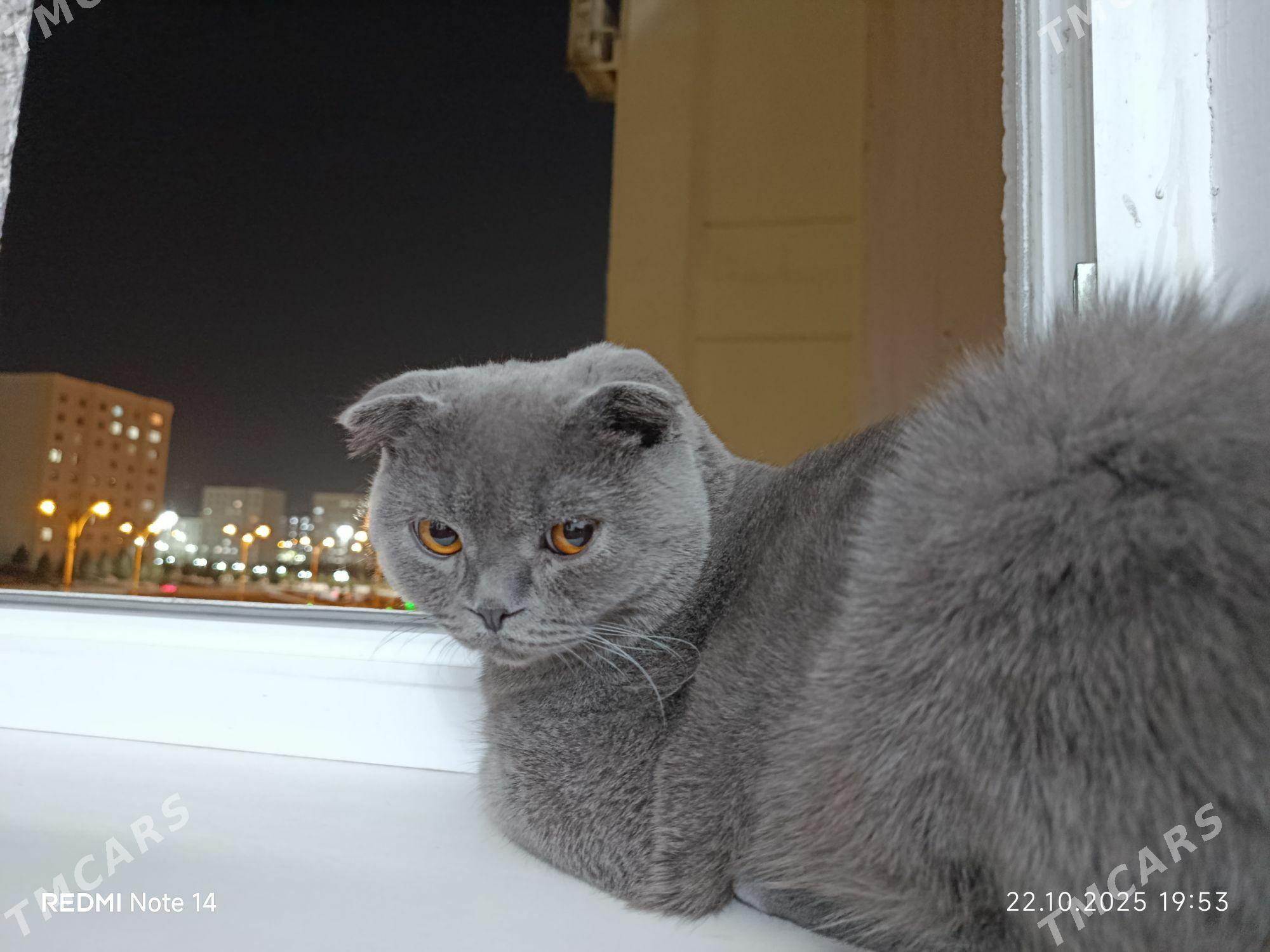 Pishik shotlan Шотландский кот - Aşgabat - img 5