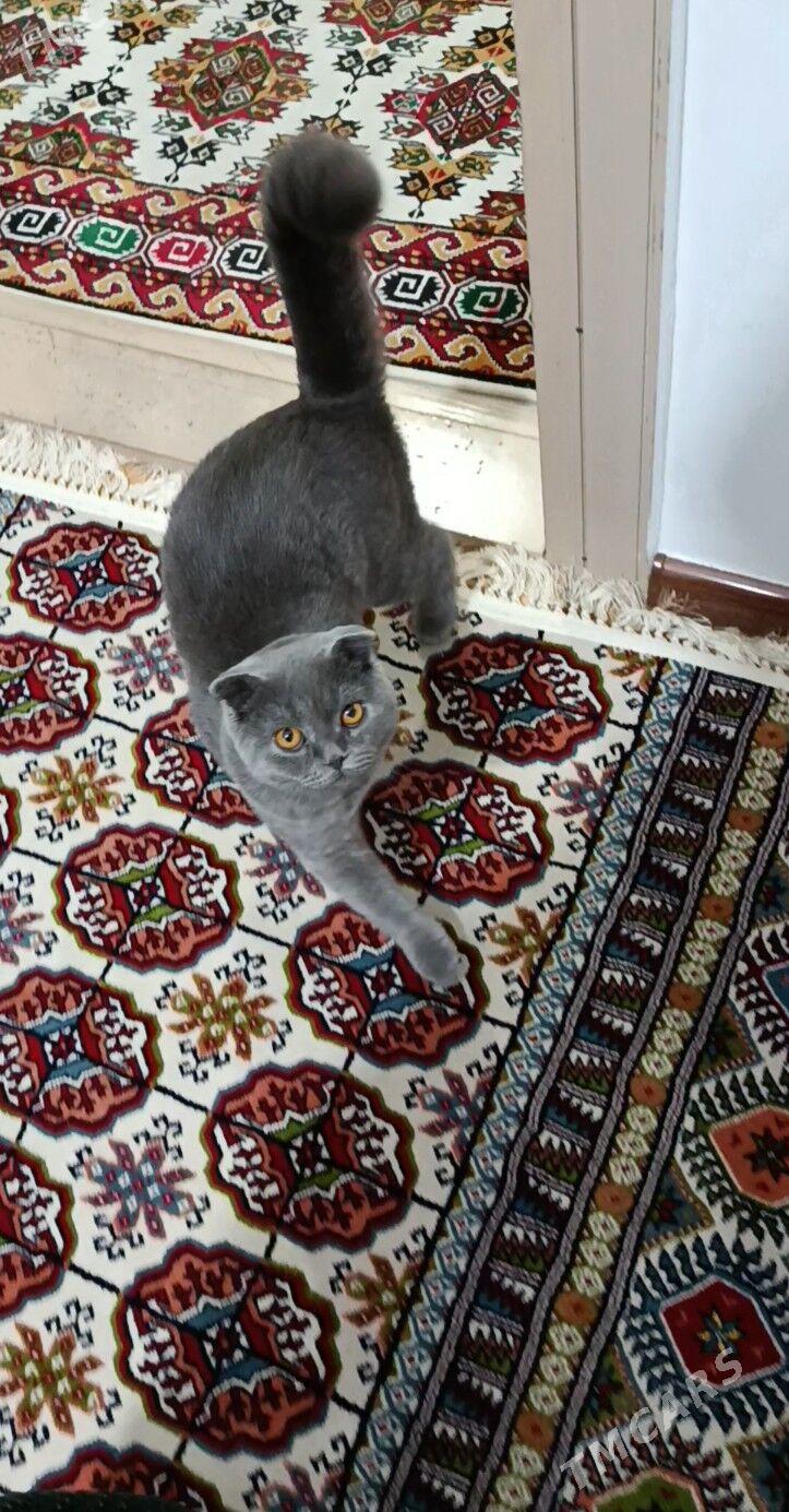Pishik shotlan Шотландский кот - Aşgabat - img 2