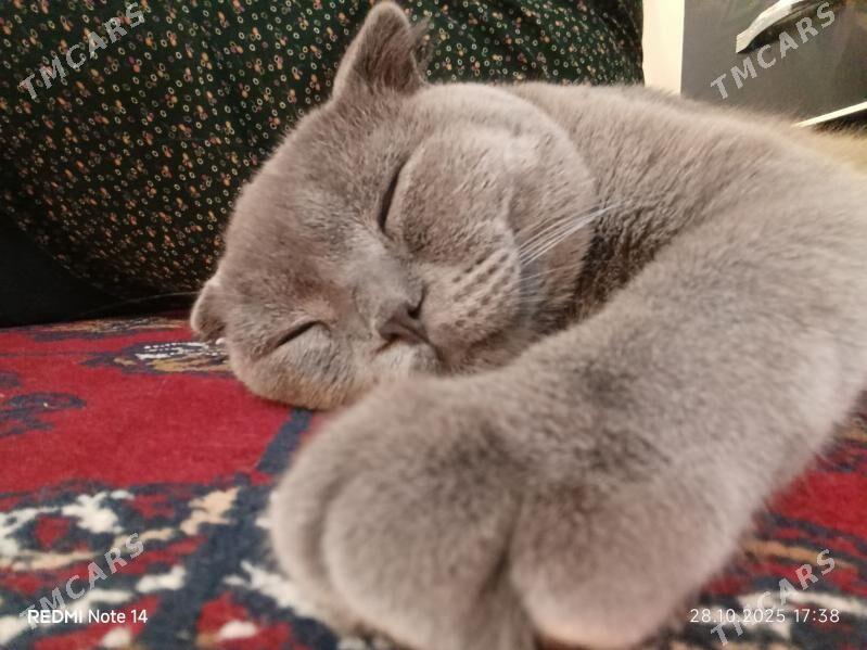 Pishik shotlan Шотландский кот - Aşgabat - img 4