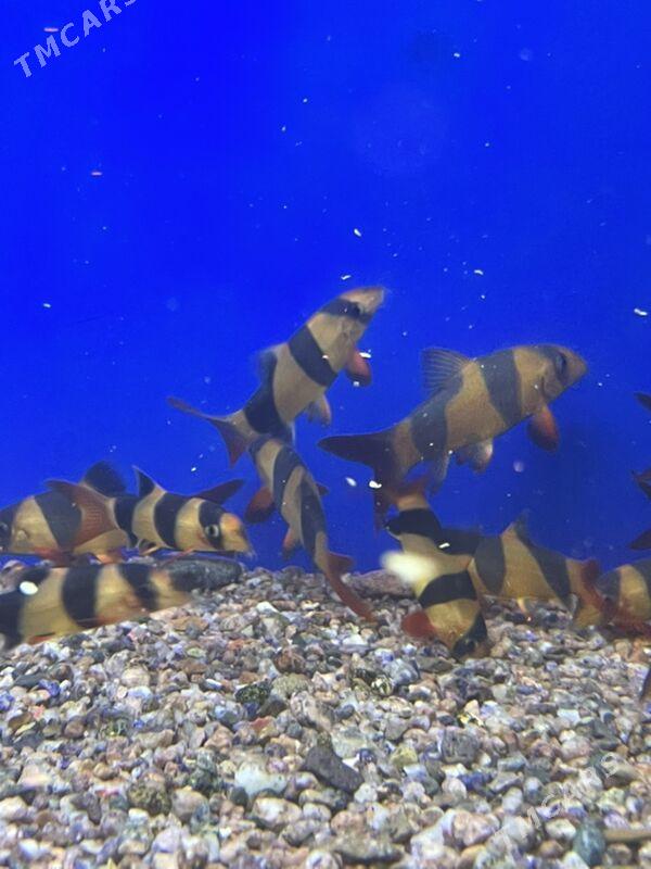 Боция Клоун - 1 мкр - img 4