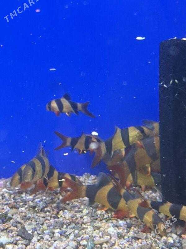 Боция Клоун - 1 мкр - img 2