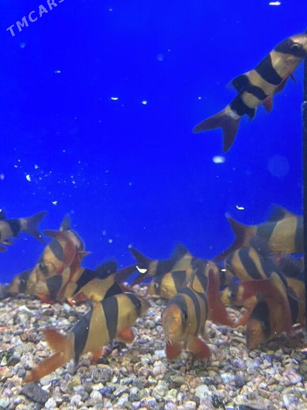 Боция Клоун - 1 мкр - img 3