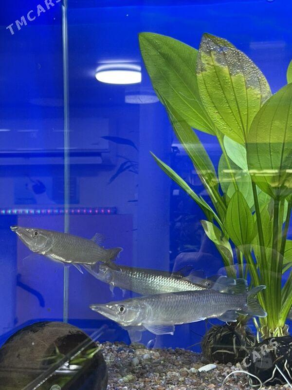 Шука - 1 mkr - img 4