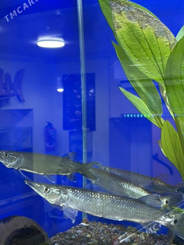 Шука - 1 mkr - img 2