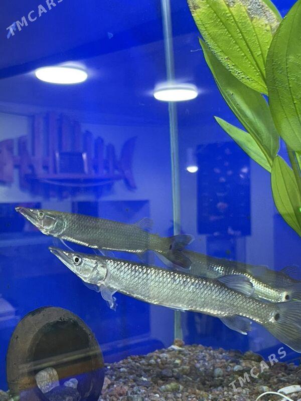 Шука - 1 mkr - img 3