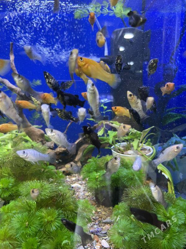 Моллинезия - 1 mkr - img 4