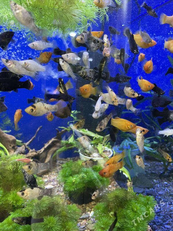 Моллинезия - 1 mkr - img 2