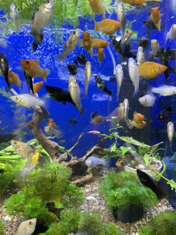 Моллинезия - 1 mkr - img 3