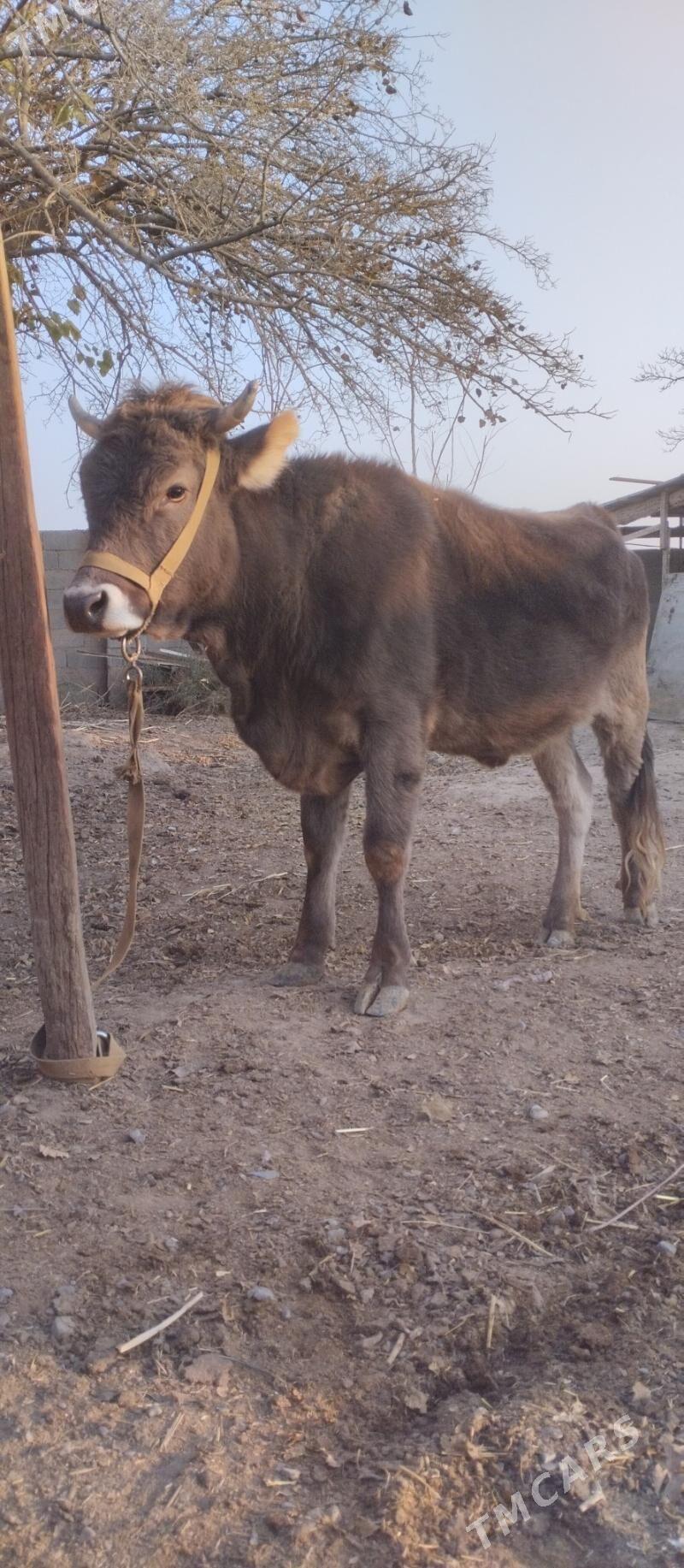 Tohum tüwe - Herrikgala - img 2