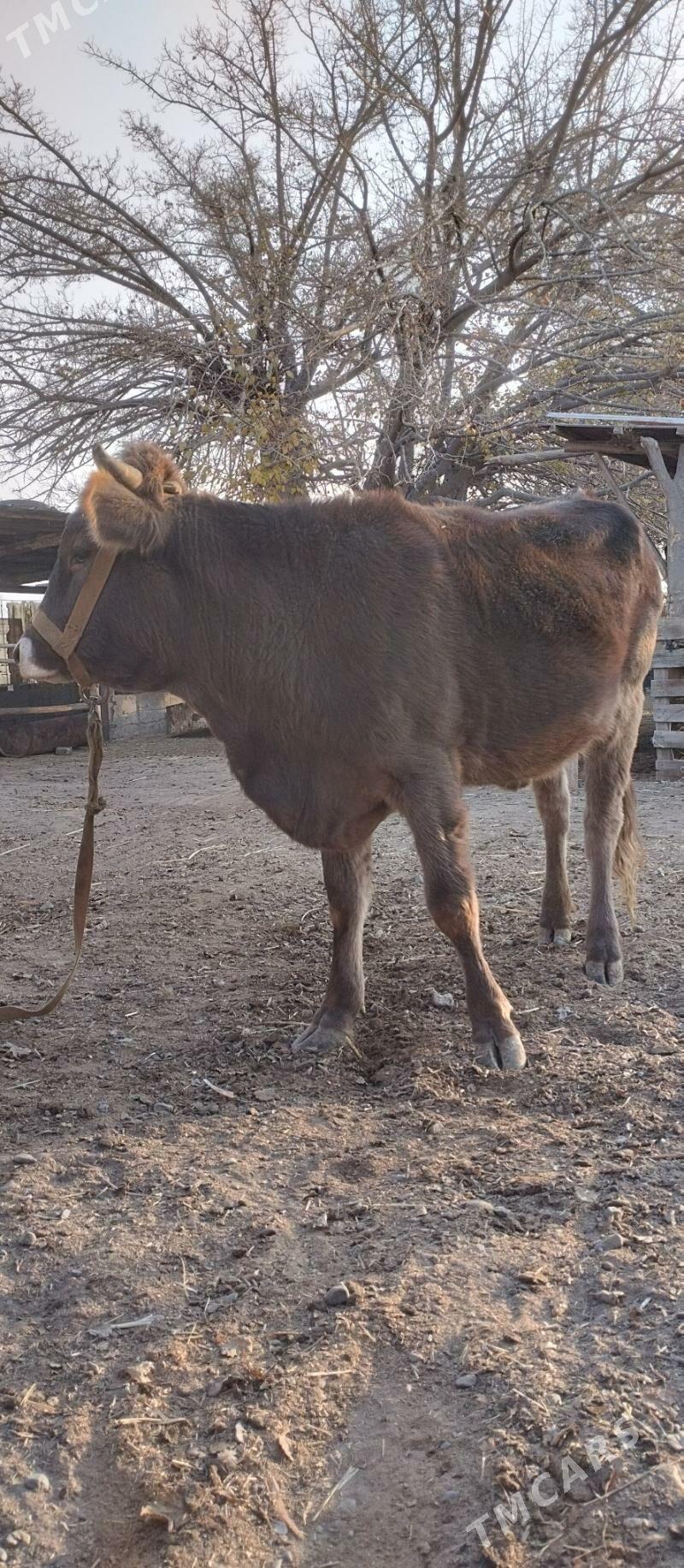 Tohum tüwe - Herrikgala - img 3