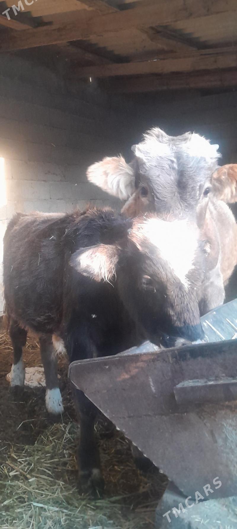 öküzler. - Bäherden - img 2