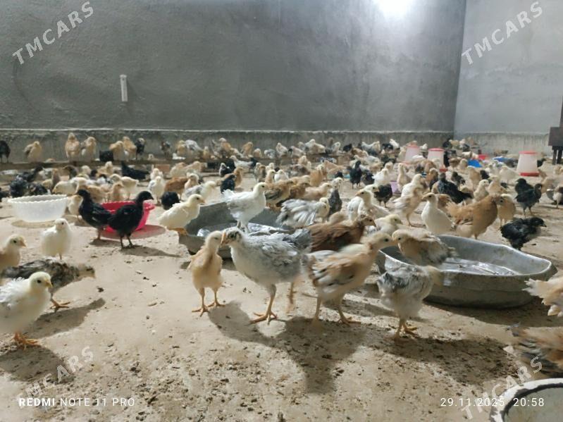 Juje - Кака - img 5