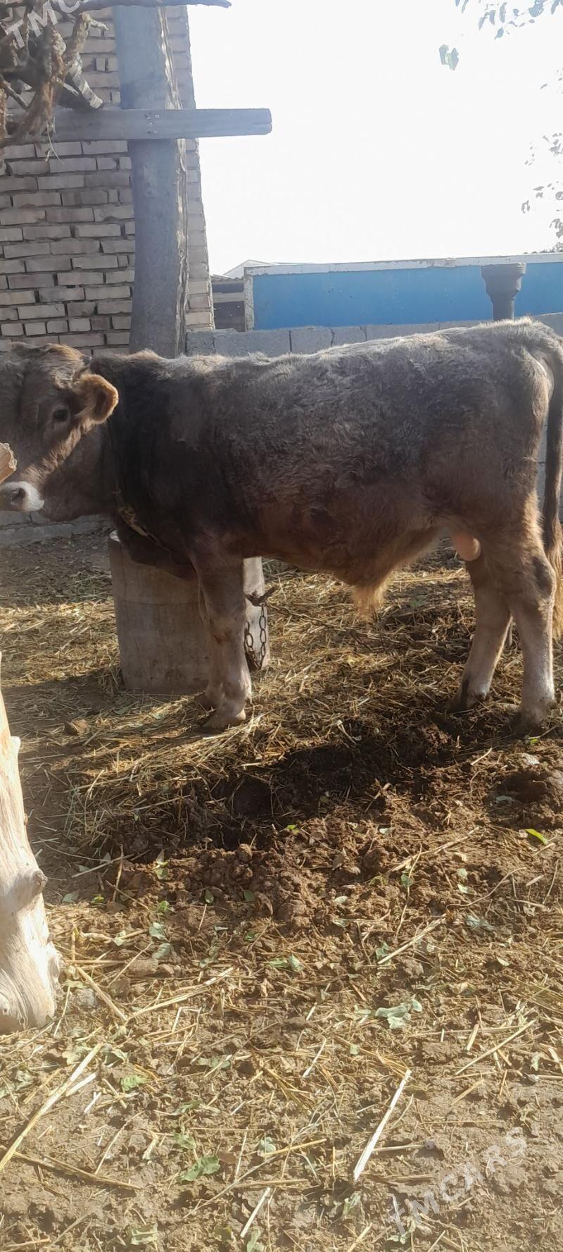 öküzler. - Bäherden - img 4