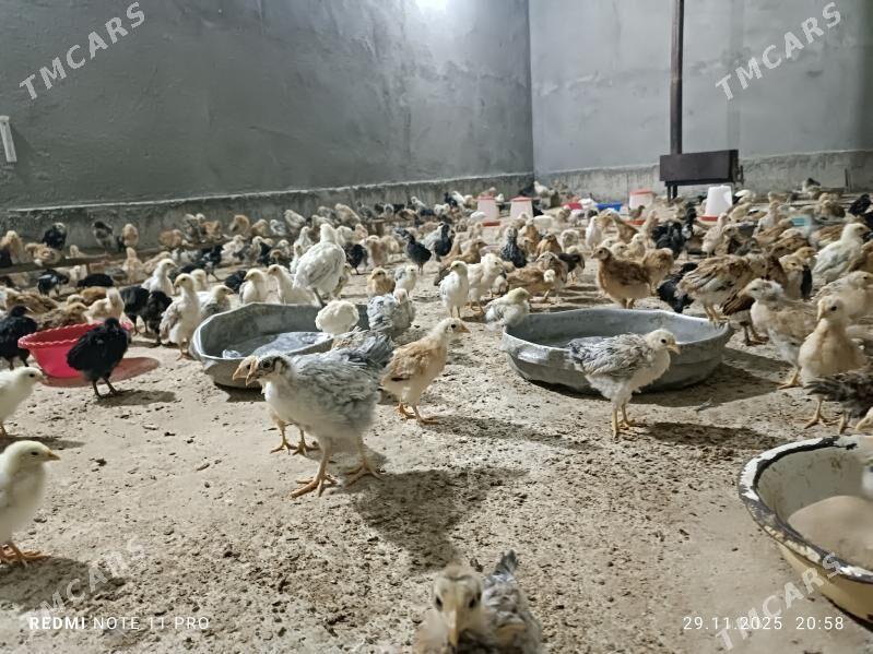 Juje - Кака - img 3