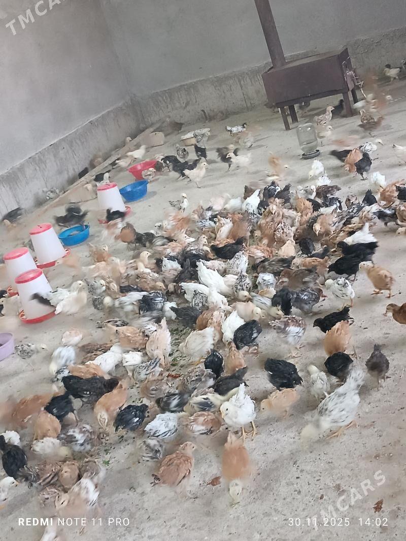 Juje - Кака - img 4