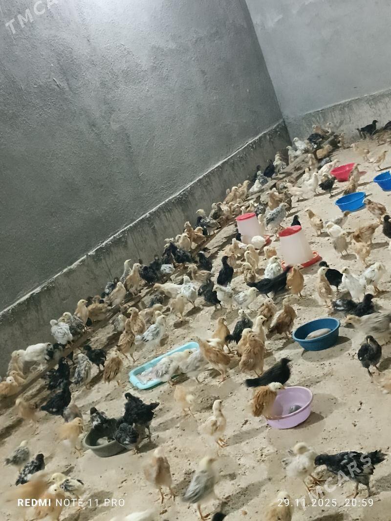 Juje - Кака - img 2