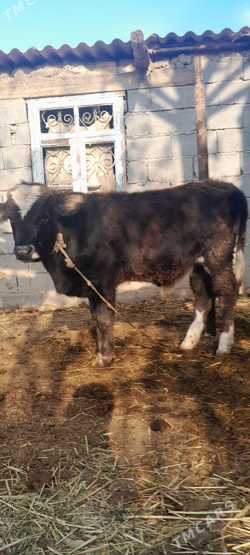 öküzler. - Bäherden - img 3