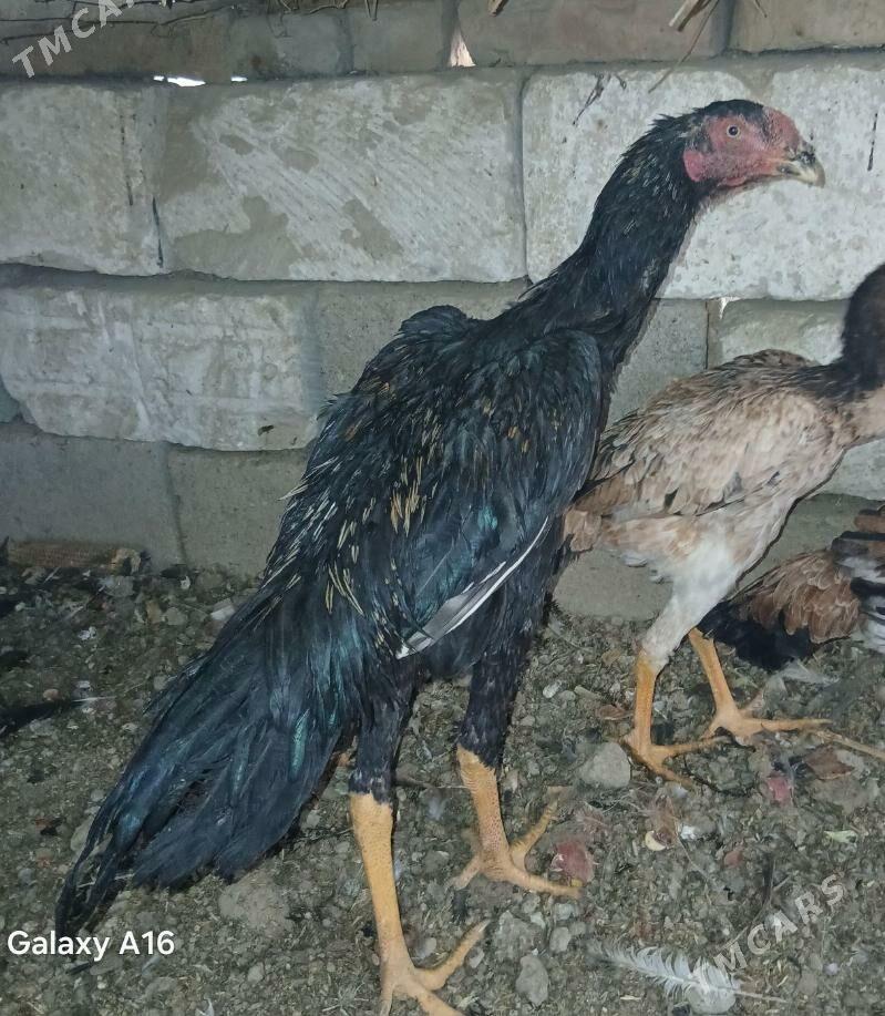 baysy horoz - Яшлык - img 2