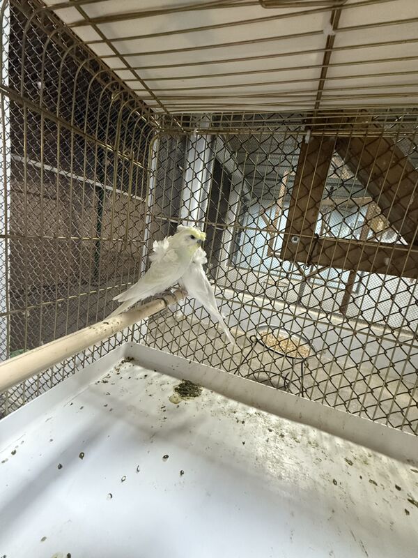 Выставочный попугай - Aşgabat - img 4