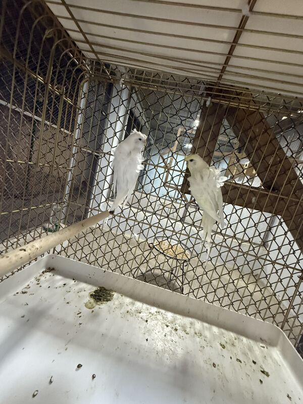 Выставочный попугай - Aşgabat - img 3