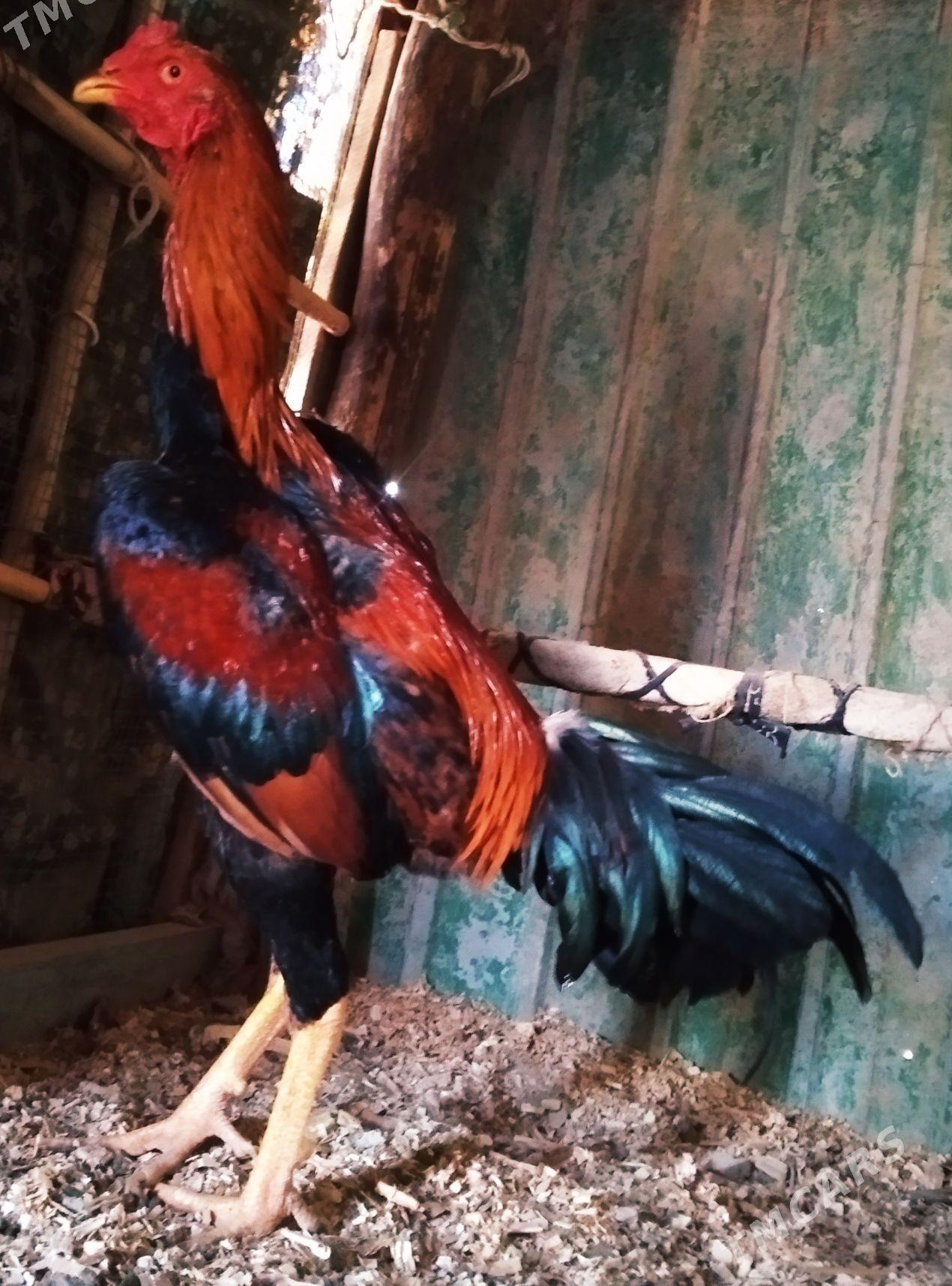 Horaz - Достлук - img 2