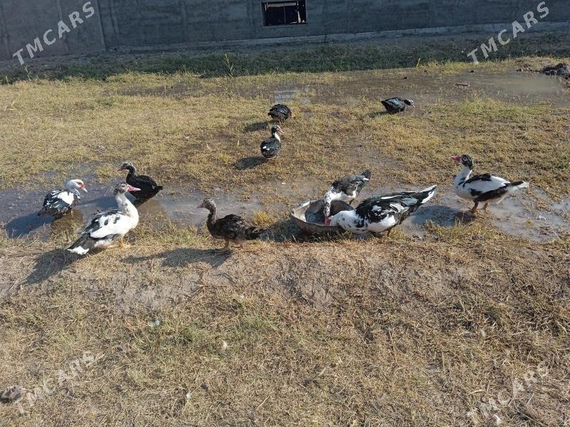 ördekler - Türkmengala - img 2