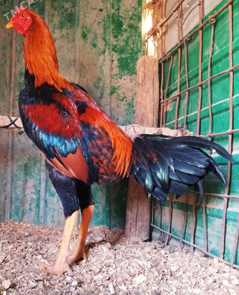 Horaz - Достлук - img 3