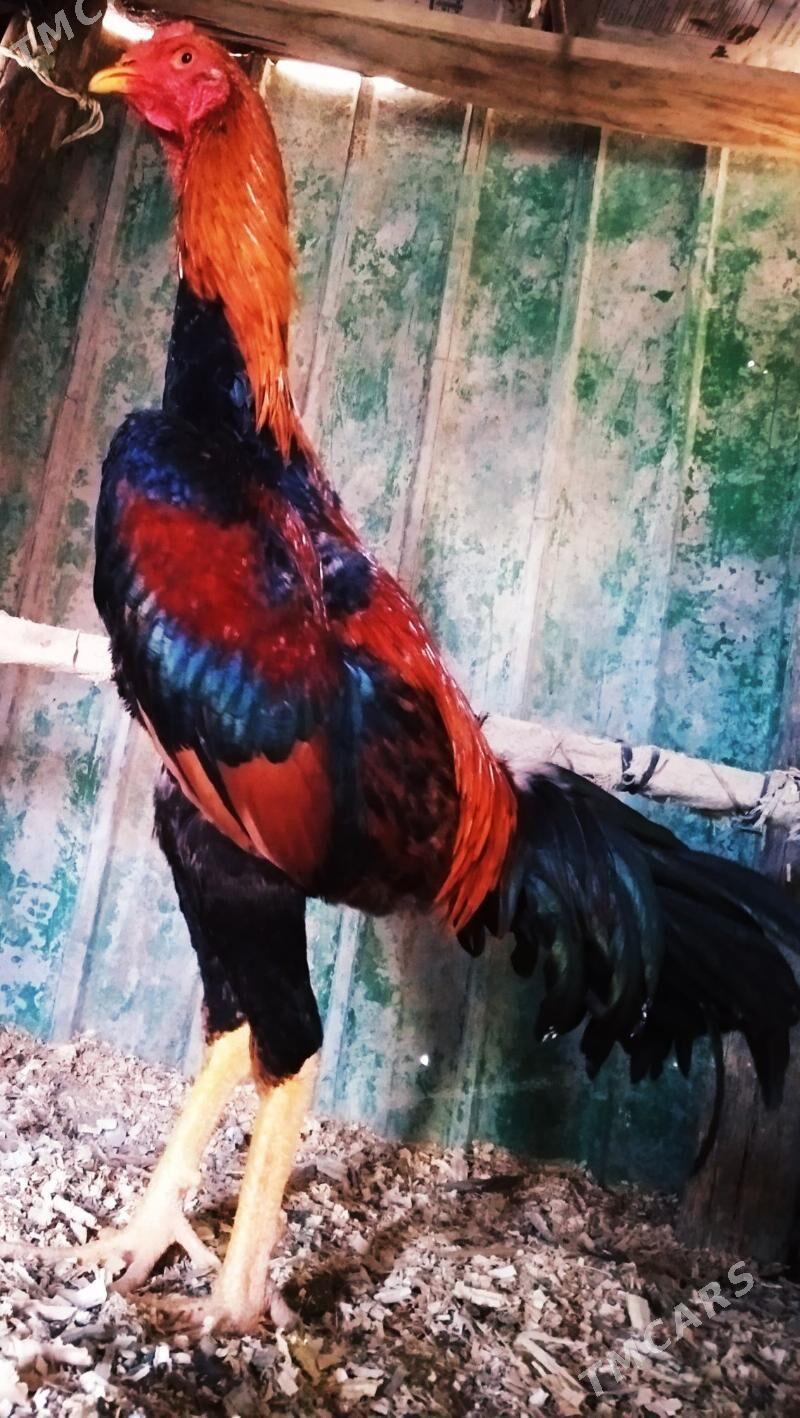 Horaz - Достлук - img 1