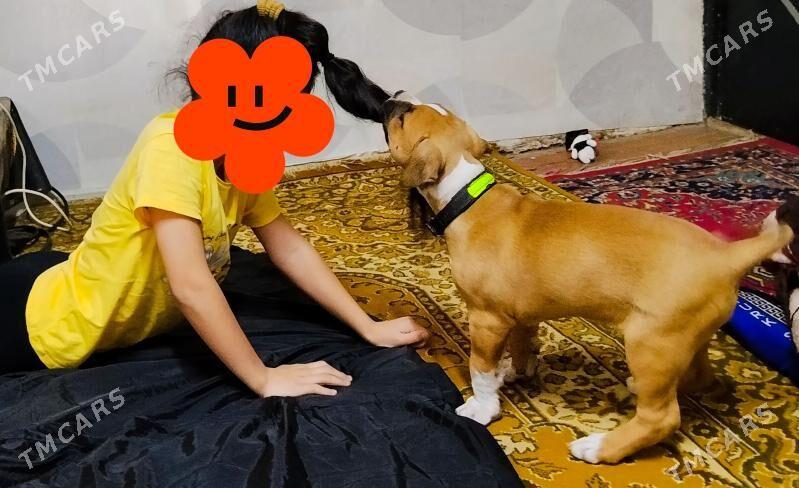 PITBULL - Туркменабат - img 3