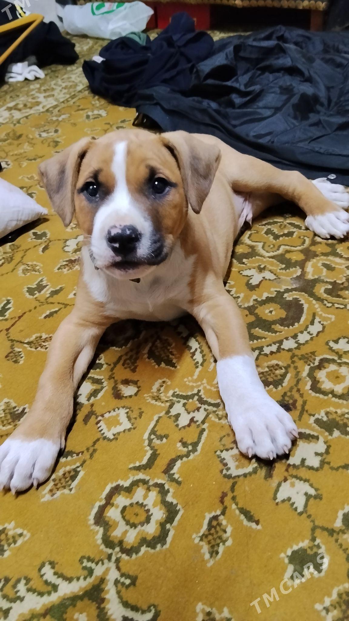 PITBULL - Туркменабат - img 1