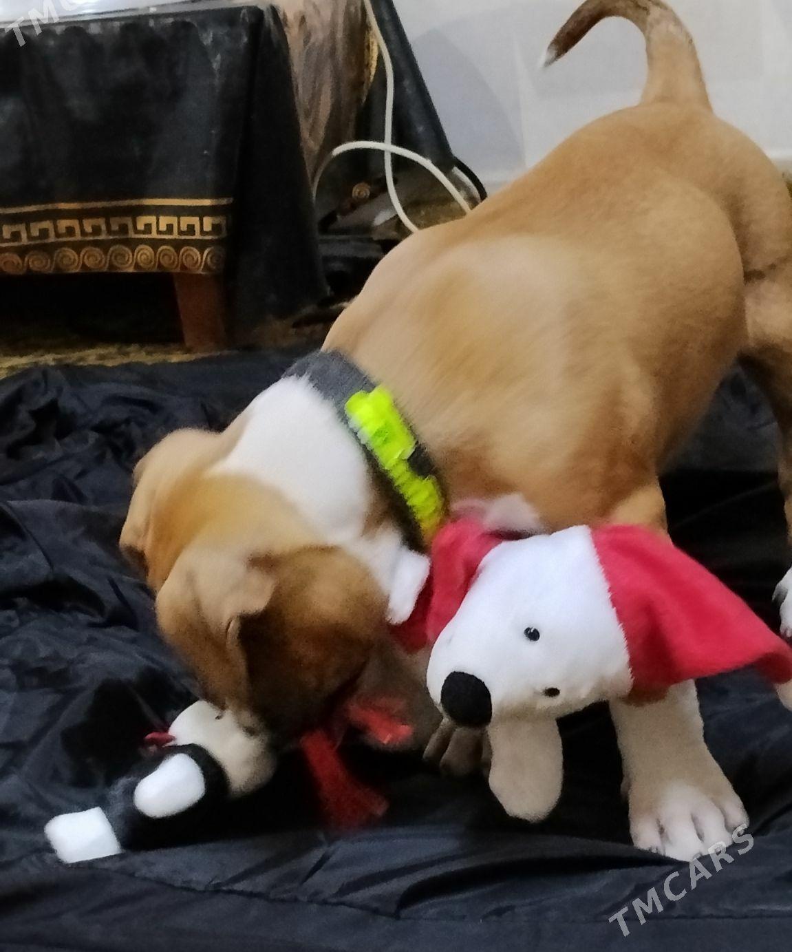 PITBULL - Туркменабат - img 6