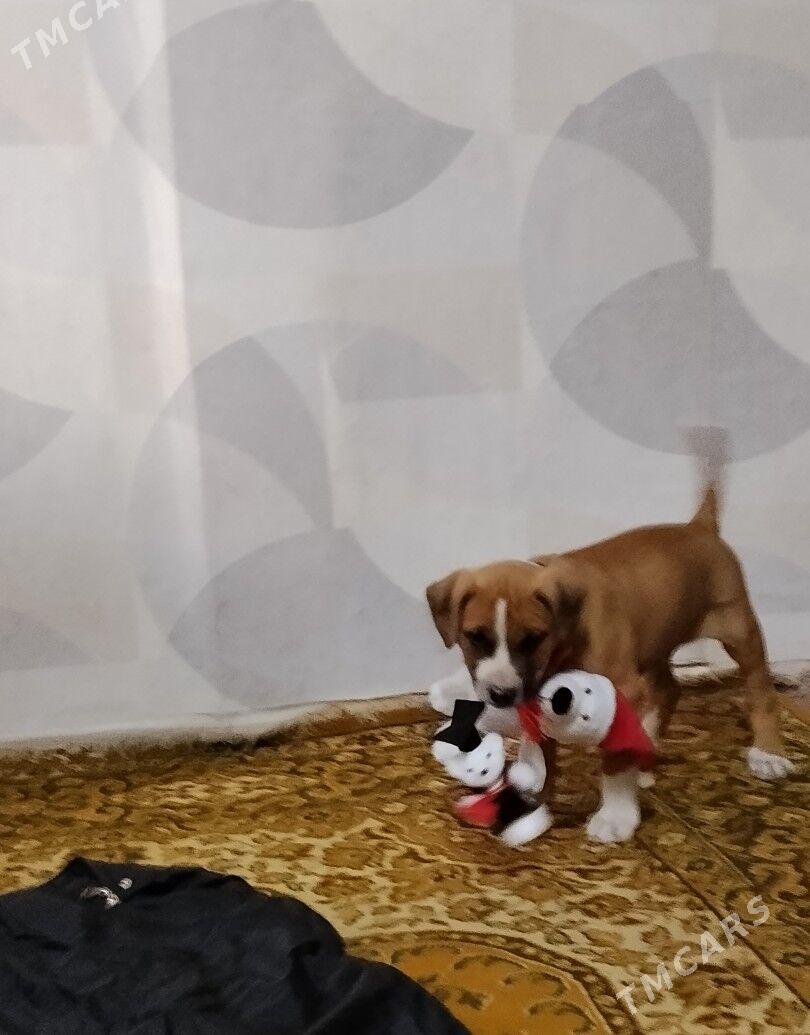 PITBULL - Туркменабат - img 2