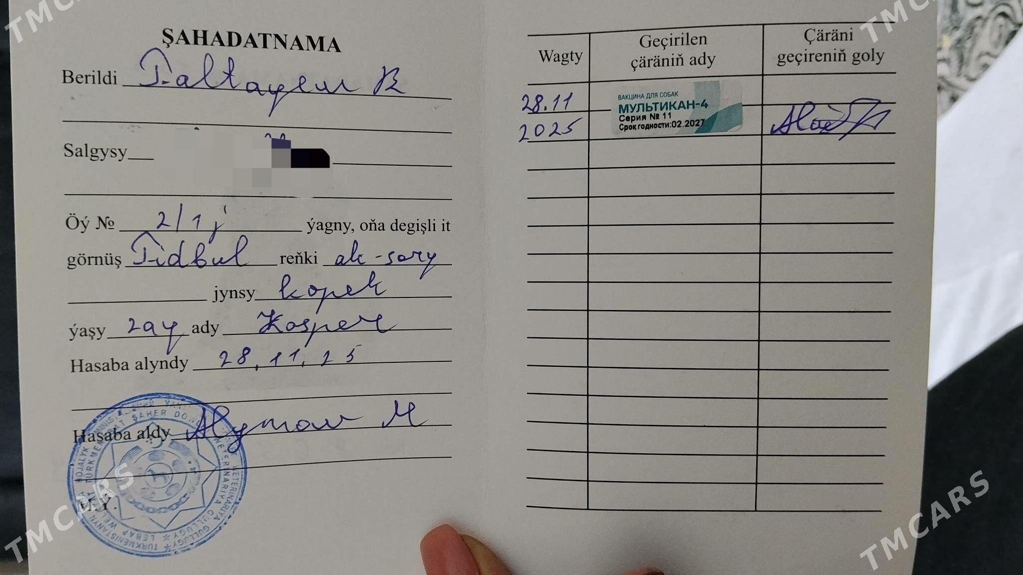 PITBULL - Туркменабат - img 4