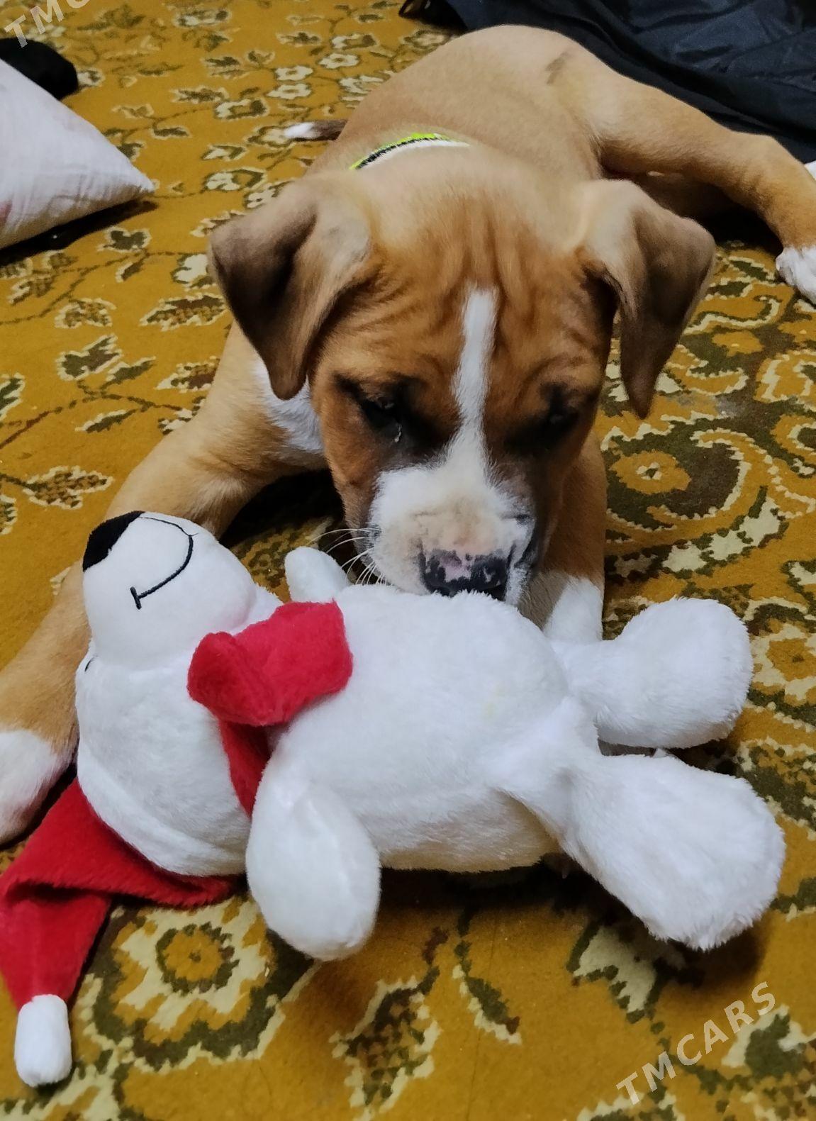 PITBULL - Туркменабат - img 5