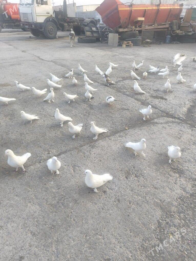 ️Kepderi️ Голуби️ - Büzmeýin - img 10