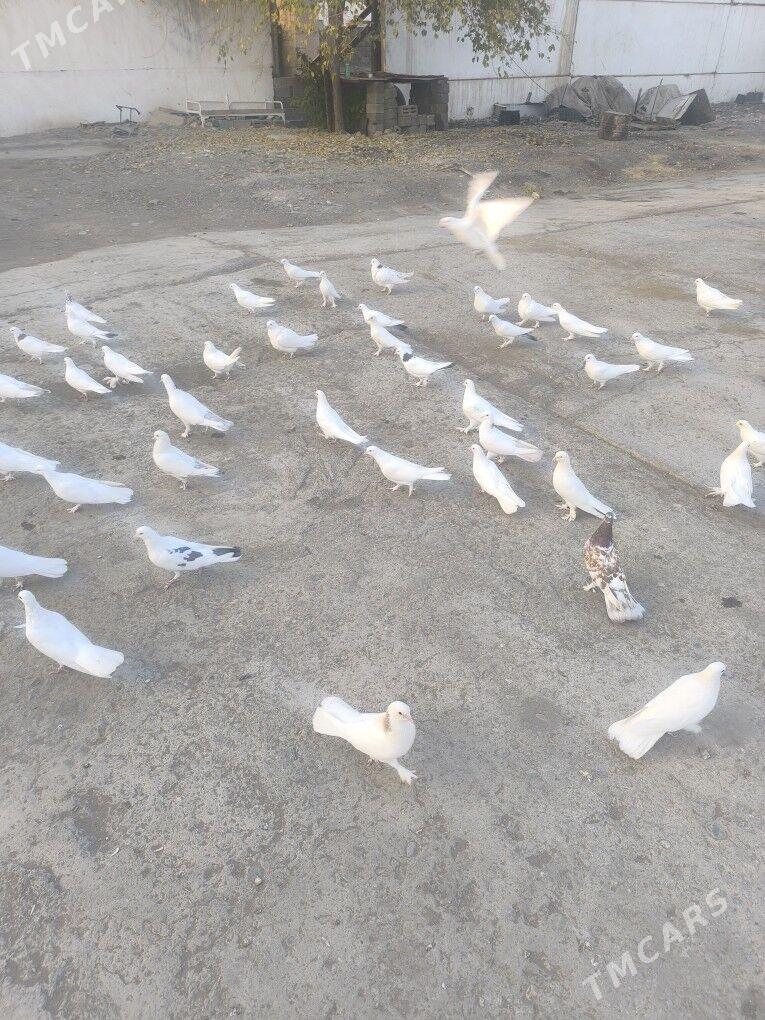 ️Kepderi️ Голуби️ - Büzmeýin - img 5